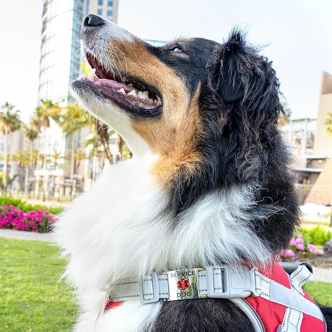 No Noise Stainless Steel K9 Service Dog Pet ID Jewelry Tags, Slide on Dog Collar or Harness Quickly and Securely – PVD Gold/Medium